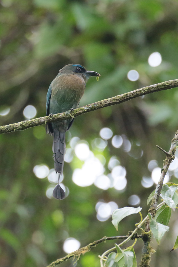 Keel-billed Motmot